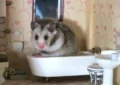 How to Provide Proper Hamster Dental Care at Home 5 How to Provide Proper Hamster Dental Care at Home