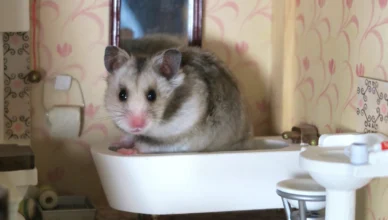 How to Provide Proper Hamster Dental Care at Home