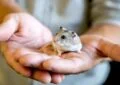 How to Recognize Signs of Hamster Illness and Seek Treatment 6 How to Recognize Signs of Hamster Illness and Seek Treatment