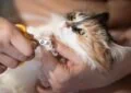 How to Safely Trim Your Cat’s Claws at Home