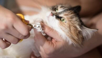 Trim Your Cat's Claws