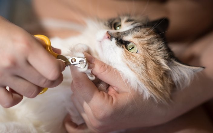 Trim Your Cat's Claws