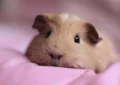 How to Select the Perfect Pet for Apartment Living 3 How to Select the Perfect Pet for Apartment Living