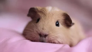 Perfect Pet for Apartment Living