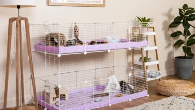 How to Set Up an Indoor Guinea Pig Habitat