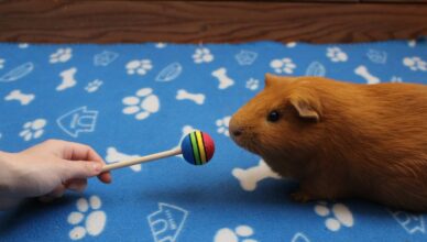 How to Train Your Guinea Pig for Basic Commands