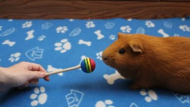 How to Train Your Guinea Pig for Basic Commands