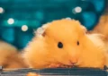 How to Travel With Your Hamster: Tips for Safe Journeys