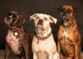 The Hound of the Baskervilles by Arthur Conan Doyle - Summary and Review 7 The Hound of the Baskervilles by Arthur Conan Doyle – Summary and Review