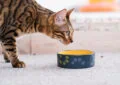 What Are the Costs Associated With Pet Adoption
