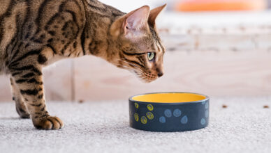Costs Associated With Pet Adoption