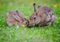 What Is a Rabbit's Natural Habitat 5 What Is a Rabbit’s Natural Habitat