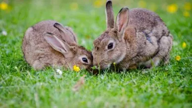 Rabbit's Natural Habitat