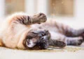 What Is Catnip, and Why Do Cats React to It 3 What Is Catnip, and Why Do Cats React to It