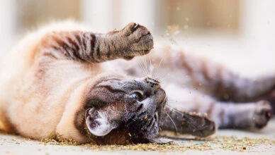 catnip