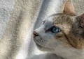 What Is Feline Leukemia Virus, and How to Protect Your Cat