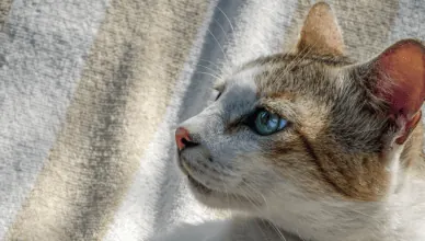 Feline Leukemia Virus