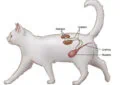 What Is Feline Lower Urinary Tract Disease, and How to Prevent It 7 What Is Feline Lower Urinary Tract Disease, and How to Prevent It