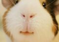 What Is Guinea Pig Dental Care and Why Is It Necessary