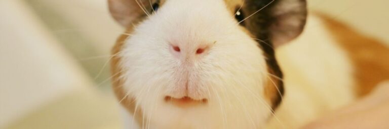 What Is Guinea Pig Dental Care And Why Is It Necessary