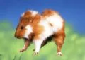What Is Guinea Pig Popcorning and Its Significance 7 What Is Guinea Pig Popcorning and Its Significance