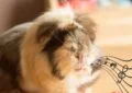 What Is Guinea Pig Wheezing and How to Address It 5 What Is Guinea Pig Wheezing and How to Address It