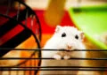 What Is Hamster Chewing Behavior and How to Prevent Damage 5 What Is Hamster Chewing Behavior and How to Prevent Damage