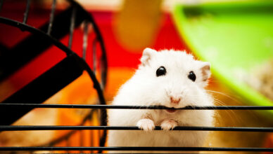 How to Provide Proper Hamster Dental Care at Home