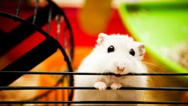 How to Provide Proper Hamster Dental Care at Home