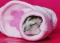 What Is Hamster Hibernation and How to Care for a Hibernating Hamster 4 What Is Hamster Hibernation and How to Care for a Hibernating Hamster