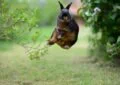 What Is Rabbit Binky Behavior and What Does It Indicate 4 What Is Rabbit Binky Behavior and What Does It Indicate