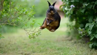 Rabbit Binky Behavior