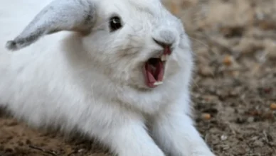 rabbit