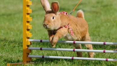 rabbit