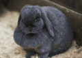 What Is Rabbit Obesity and How to Prevent It 8 What Is Rabbit Obesity and How to Prevent It