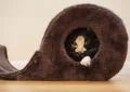 What Is the Best Way to Socialize a Shy or Rescued Cat
