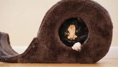 shy cat