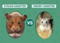 What Is the Difference Between Syrian and Dwarf Hamsters 6 What Is the Difference Between Syrian and Dwarf Hamsters