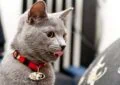 What Is the Ideal Cat Collar and Tag for Safety 4 What Is the Ideal Cat Collar and Tag for Safety