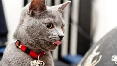 cat collar