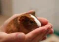 What Is the Lifespan of a Guinea Pig 6 What Is the Lifespan of a Guinea Pig