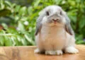 What Is the Lifespan of a Pet Rabbit 4 What Is the Lifespan of a Pet Rabbit