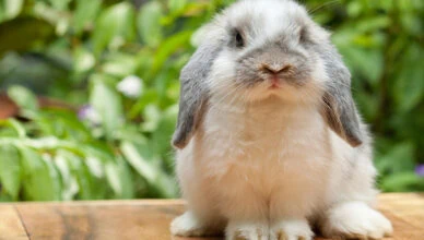 Lifespan of a Pet Rabbit
