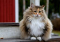 What Is the Lifespan of an Average House Cat