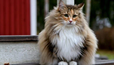 Lifespan of an Average House Cat