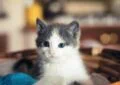 What Questions to Ask Before Adopting a Pet 5 What Questions to Ask Before Adopting a Pet