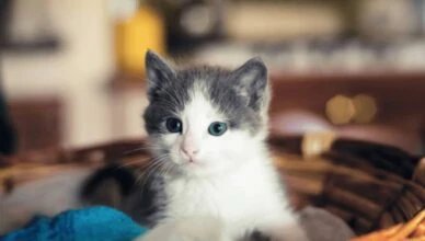 Questions to Ask Before Adopting a Pet
