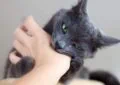 What to Do If Your Newly Adopted Pet Has Behavior Issues