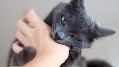 What to Do If Your Newly Adopted Pet Has Behavior Issues