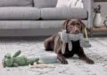 What to Expect When Adopting a Pet: A Comprehensive Guide 4 What to Expect When Adopting a Pet: A Comprehensive Guide